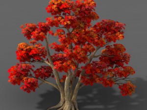 forest - maple trees 16 3D Model