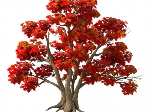 forest - maple trees 16 3D Model