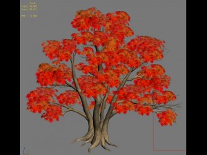 forest - maple trees 16 3D मॉडल