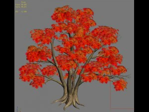 forest - maple trees 16 3D Model