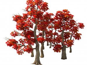 forest - maple trees 17 3D Model