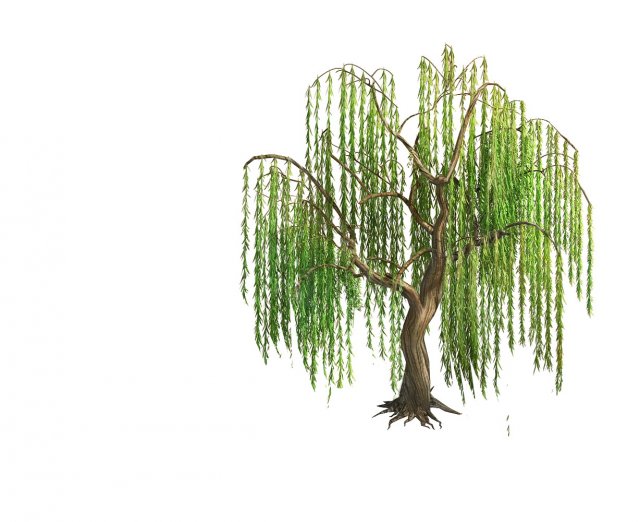 forest - willow 02 Model 3D .c4d .max .obj .3ds .fbx .stl .blend 