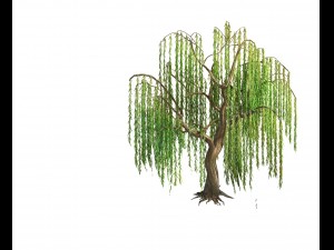 forest - willow 02 3D Модель
