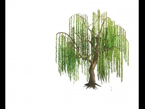 forest - willow 02 3D Model