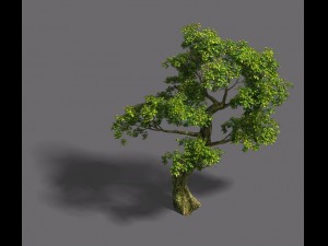 forest - tree 21 3D 模型