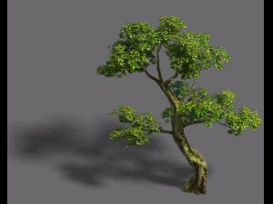 forest - tree 21 3D Model