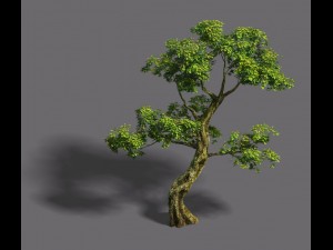 forest - tree 21 3D 模型