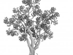 forest - peach tree 03 3Dモデル