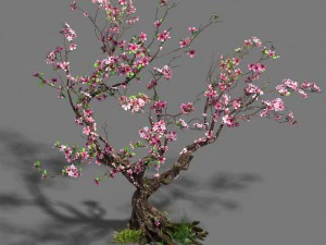 forest - peach blossom tree 21 3D Model