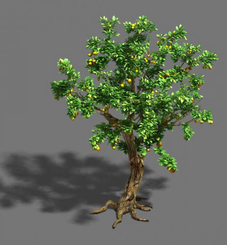woods - orange trees Model 3D .c4d .max .obj .3ds .fbx .stl .blend