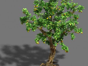 woods - orange trees 3D मॉडल