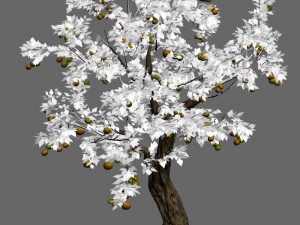 woods - orange trees Model 3D