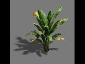 trees - banana trees 3D Model