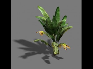 trees - banana trees Modelo 3D