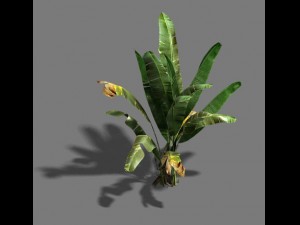 trees - banana trees Modelo 3D