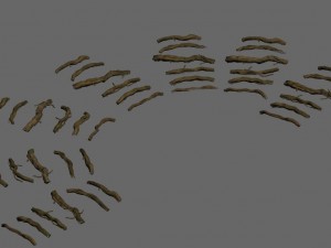 wild - roots Model 3D