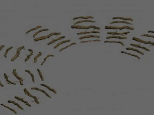 wild - roots 3D Model