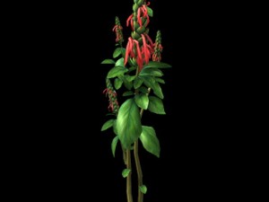 wild plants - flowers 01 3D Model