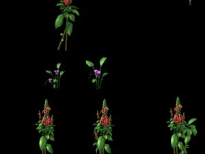wild plants - flowers 01 3D Model