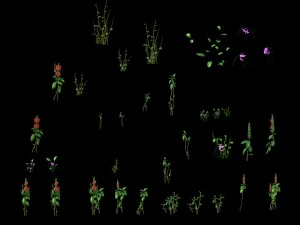 wild plants - flowers 01 3D Model