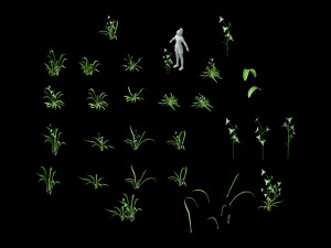 wild plants - flowers 02 3Dモデル