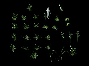wild plants - flowers 02 3D Model