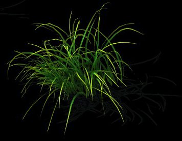 wild plants - flowers 03 3D 模型 .c4d .max .obj .3ds .fbx .stl .blend 