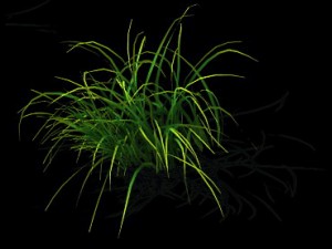 wild plants - flowers 03 3D Model