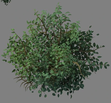wild plants - flowers 05 3D Model .c4d .max .obj .3ds .fbx .stl .blend 