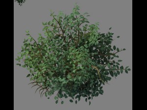 wild plants - flowers 05 3D Model