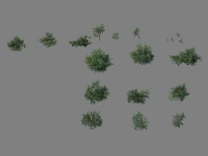 wild plants - flowers 05 3D Model