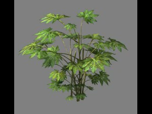 wilde planten - bloemen 06 3D Model