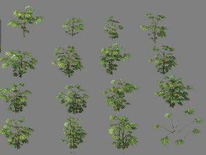 wild plants - flowers 06 3D Model