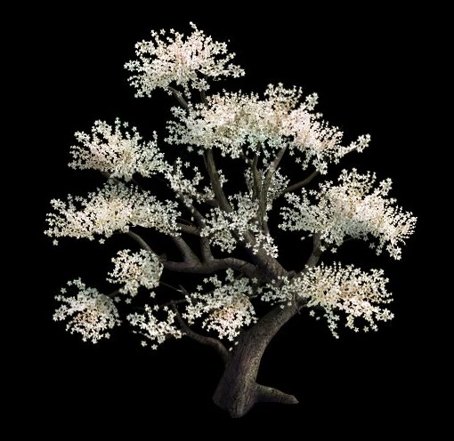 plant - whitewood tree 3D Model .c4d .max .obj .3ds .fbx .stl .blend
