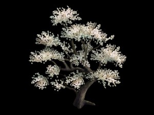 plant - whitewood tree 3D 모델