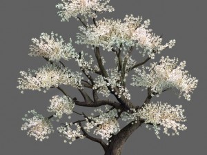 plant - whitewood tree 3D 모델