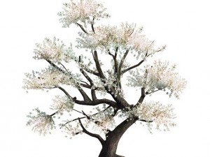 plant - whitewood tree 3D 모델