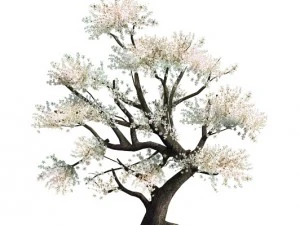 plant - whitewood tree 3D Model
