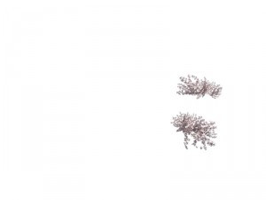 plant - whitewood tree 3D 모델