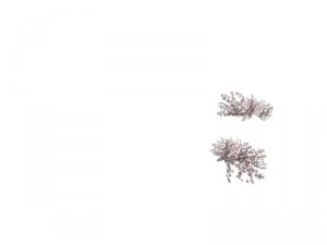 plant - whitewood tree 3D Model
