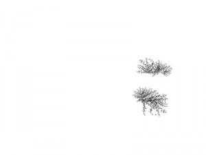 plant - whitewood tree 3D 모델