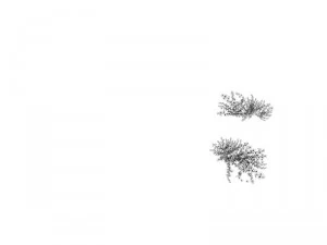 plant - whitewood tree 3D Model
