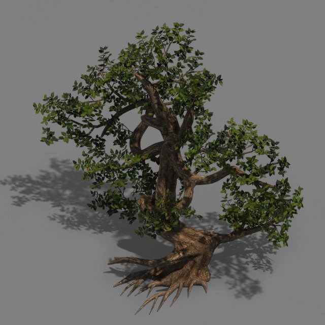 plant - cypress Modelo 3D .c4d .max .obj .3ds .fbx .stl .blend