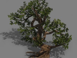 plant - cypress Model 3D
