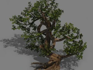 bitki - selvi 3D Model