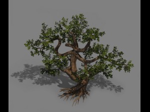 plant - cypress Modelo 3D