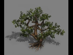 plant - cypress 3D Model