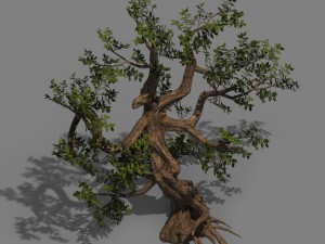 plant - cypress Modelo 3D