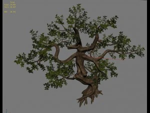 plant - cypress 3D Model