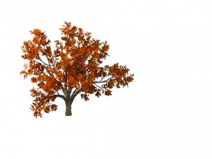 plant - shrub 01 3D Модель